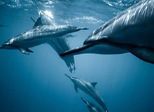 半岛体育-赵继伟通过CBA体测今晚复出